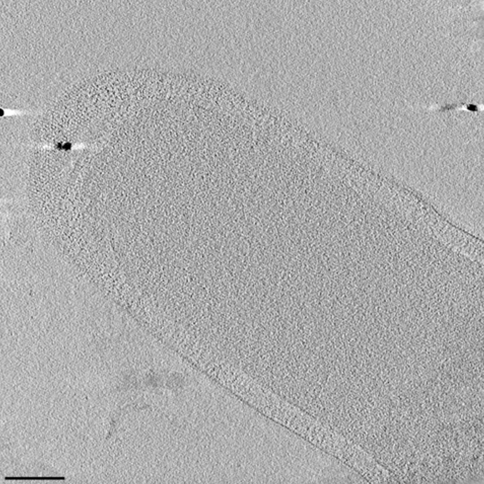 Figure from Tocheva lab publication