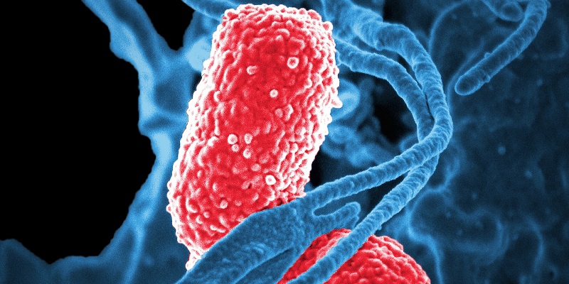 Microbiology and Immunology