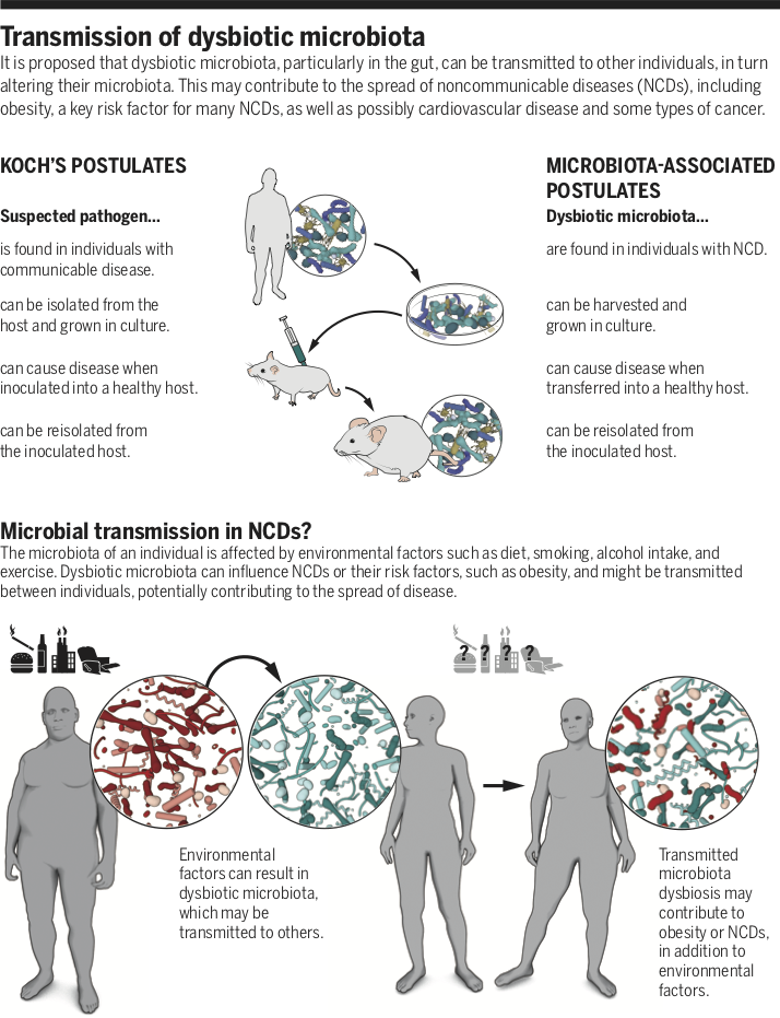 Visual representation of transmission of dysbiotic microbiota.