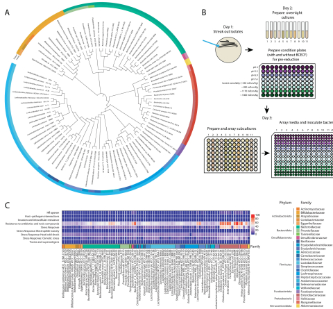 Single-strain behavior predicts responses to environmental pH and osmolality in the gut microbiota