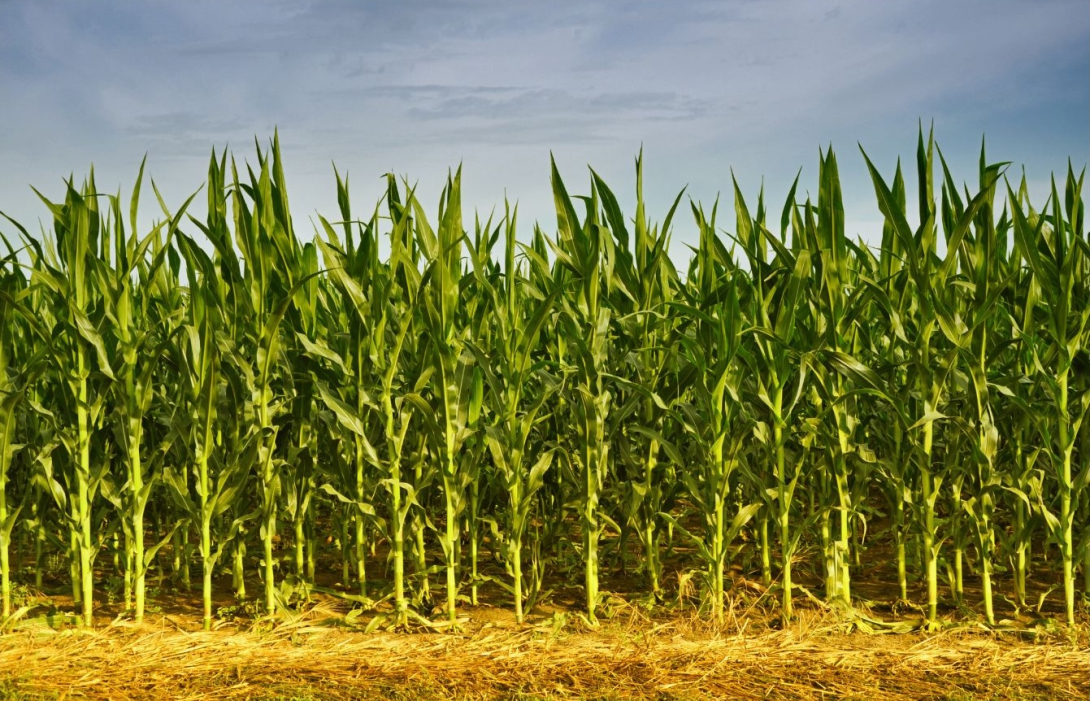 corn field
